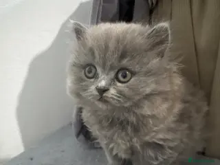 British Longhair cats British blue girl longhair - Advert 1