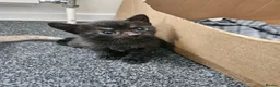 Mixed Breed cats for sale: 4 beautiful kittens in Middlesbrough - Advert 12