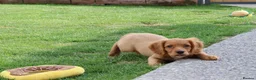 Cockapoo dogs for sale: Cockerlierpoo puppies for sale - Advert 14