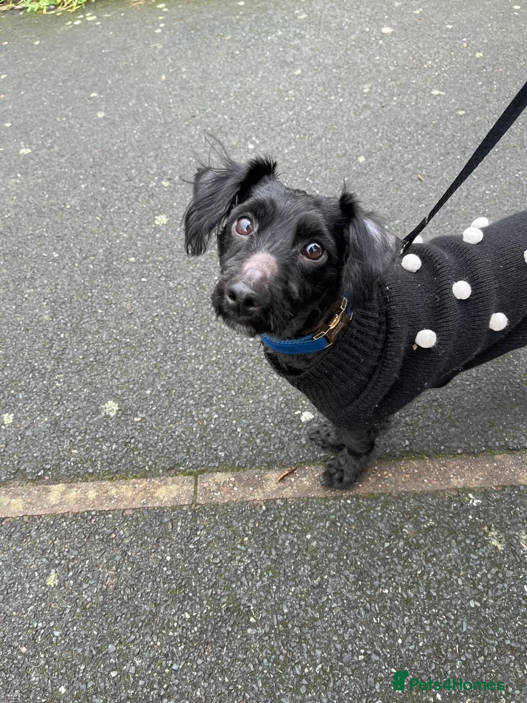 Yorkiepoo dogs for sale: 2 year old male Yorkiepoo for sale  - Advert 17