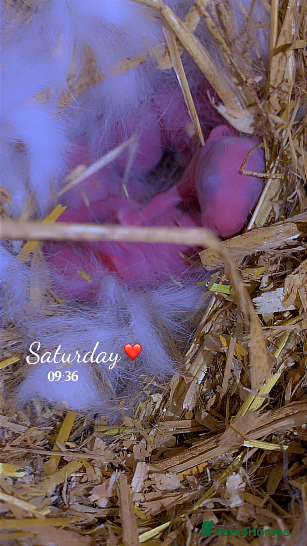 Mixed Breed rabbits Adorable baby bunnies  - Advert 3