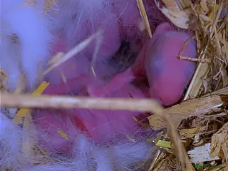 Mixed Breed rabbits Adorable baby bunnies - Advert 1