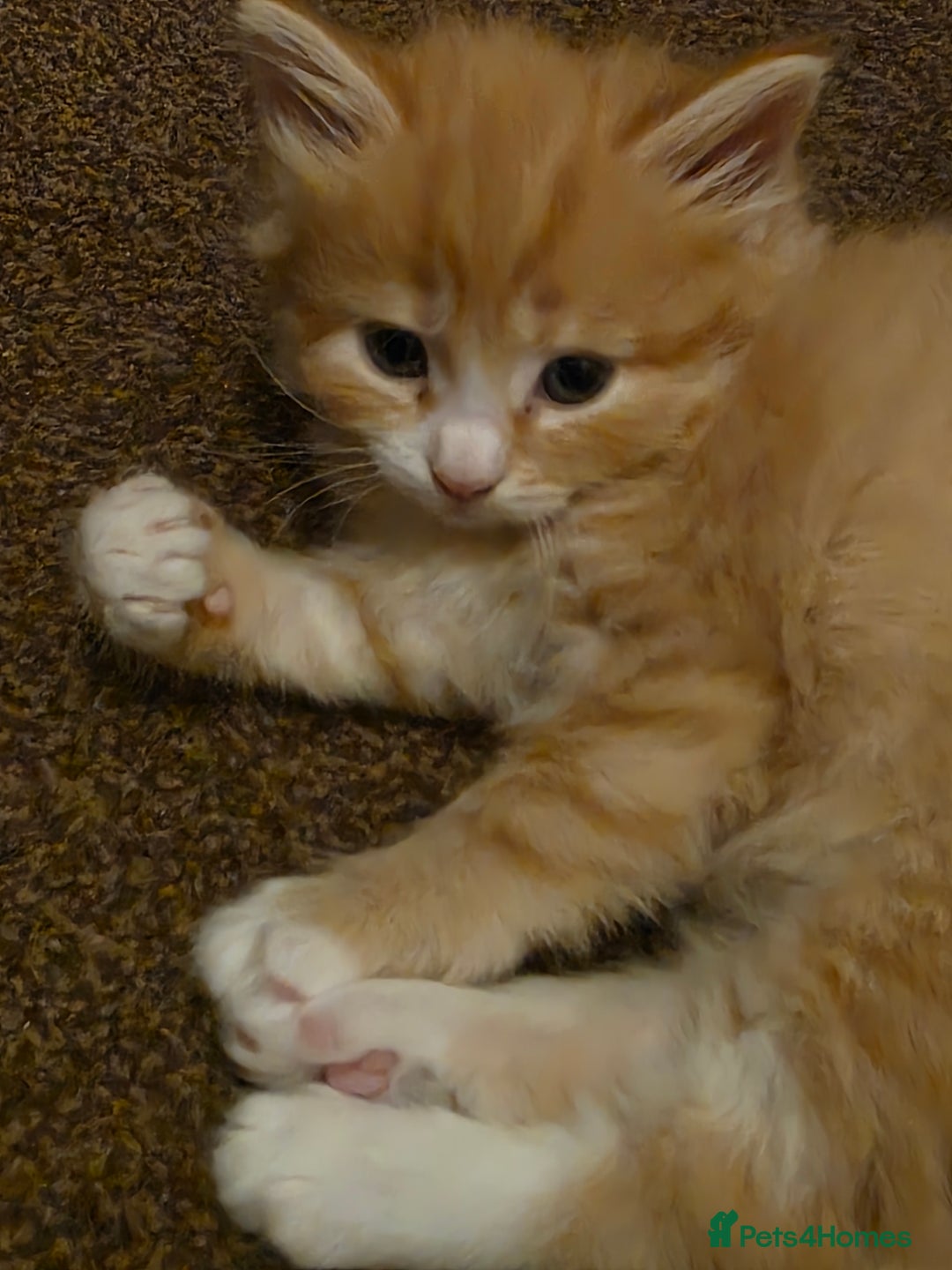 Maine Coon cats for sale: Ginger kitten's  - Image 4