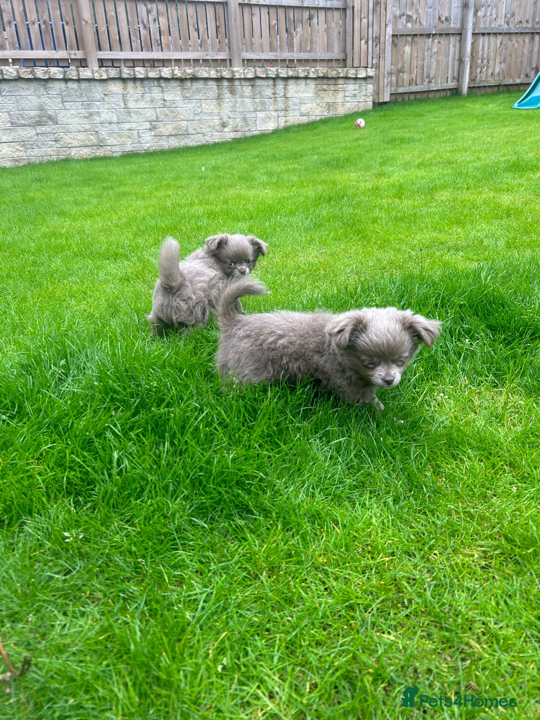 Chihuahua dogs for sale: Beautiful long coat pure breed chihuahua  - Image 9