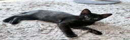 Mixed Breed cats for sale: Last kitten left  - Advert 9