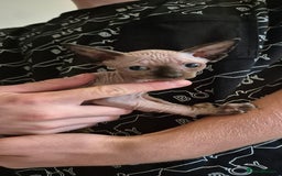 Sphynx cats for sale: Silver elf and black little babies - Image 14