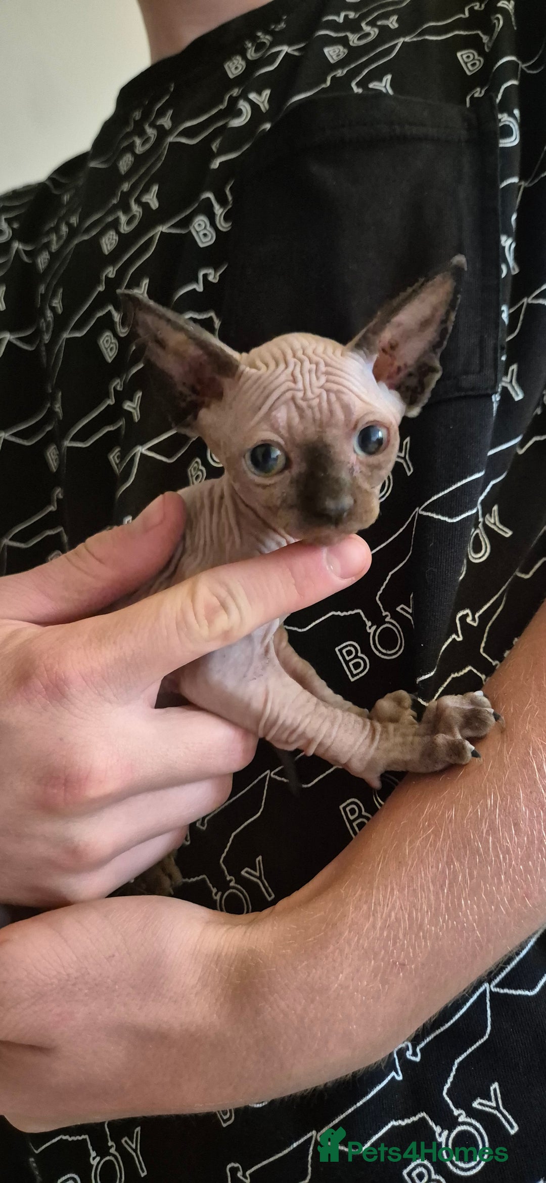 Sphynx cats for sale: Silver elf and black little babies - Image 14