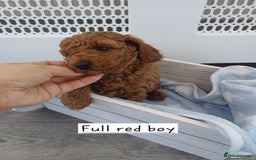 Cockapoo dogs for sale: 3 beautiful cockapoo boys - Image 3