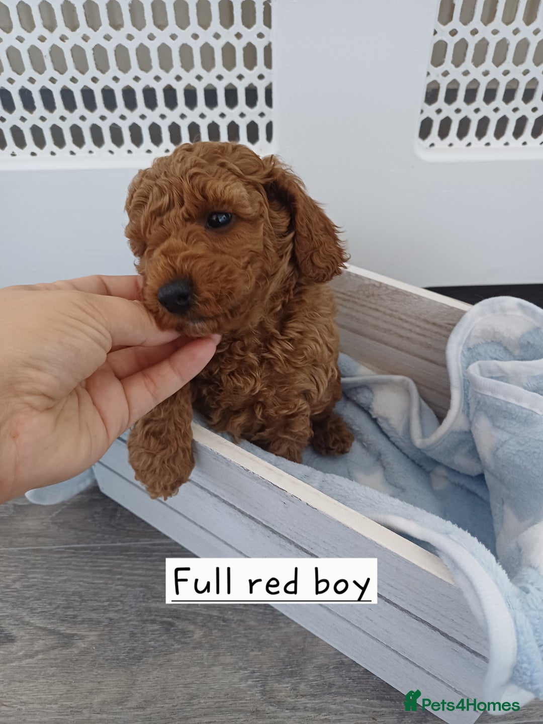 Cockapoo dogs for sale: 3 beautiful cockapoo boys - Image 3