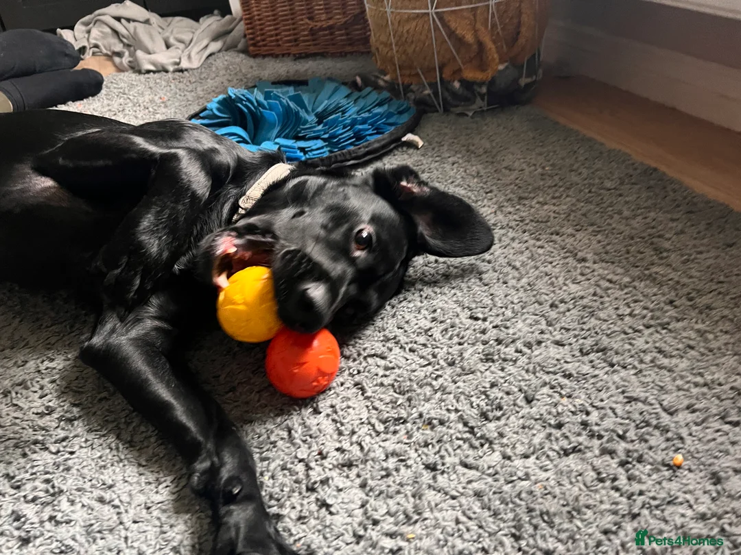 Springador dogs for sale: Springador looking for a new home  - Advert 6