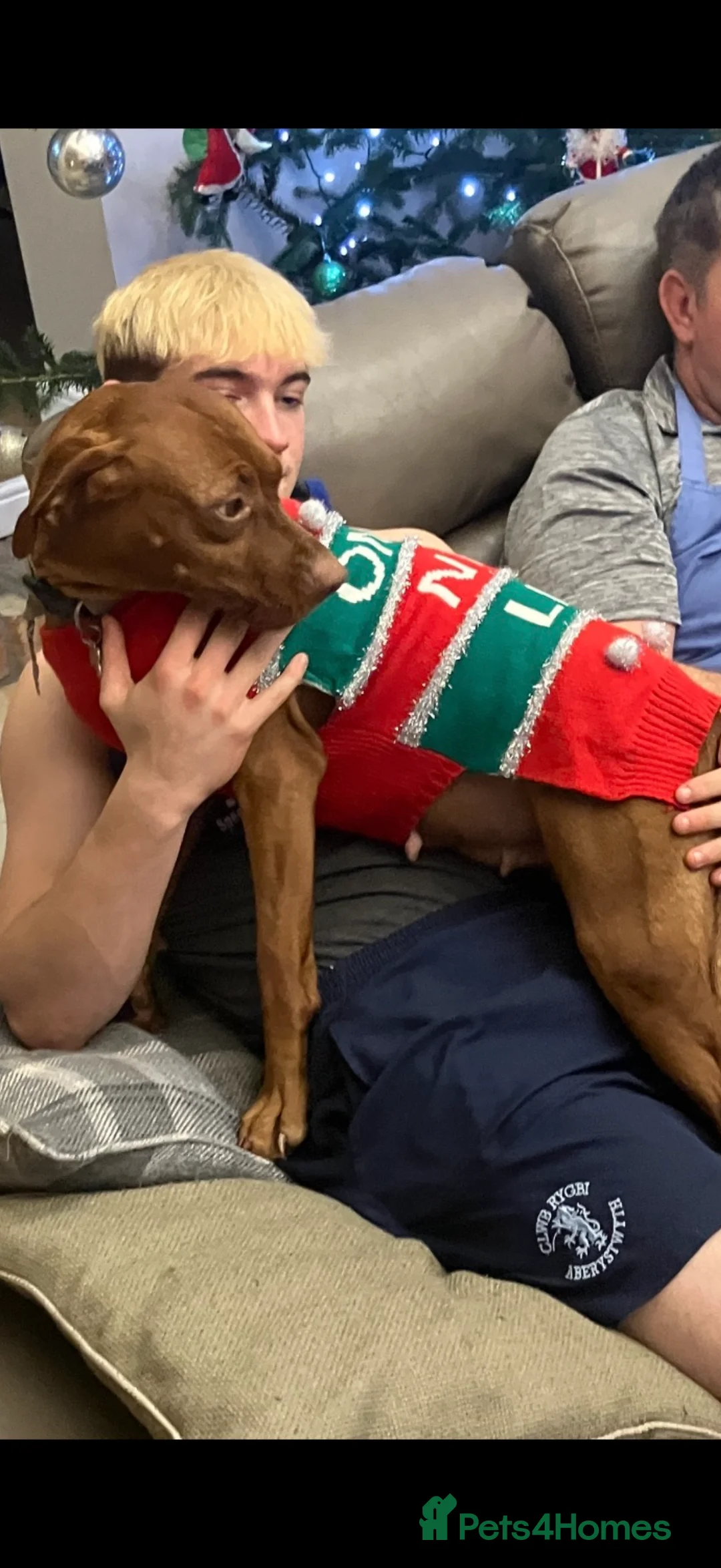 Hungarian Vizsla dogs for sale: Beautiful snooth haired Vizsla Pups - Advert 5