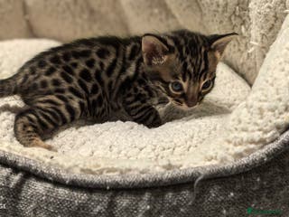 Bengal cats Bengal babies - Advert 10