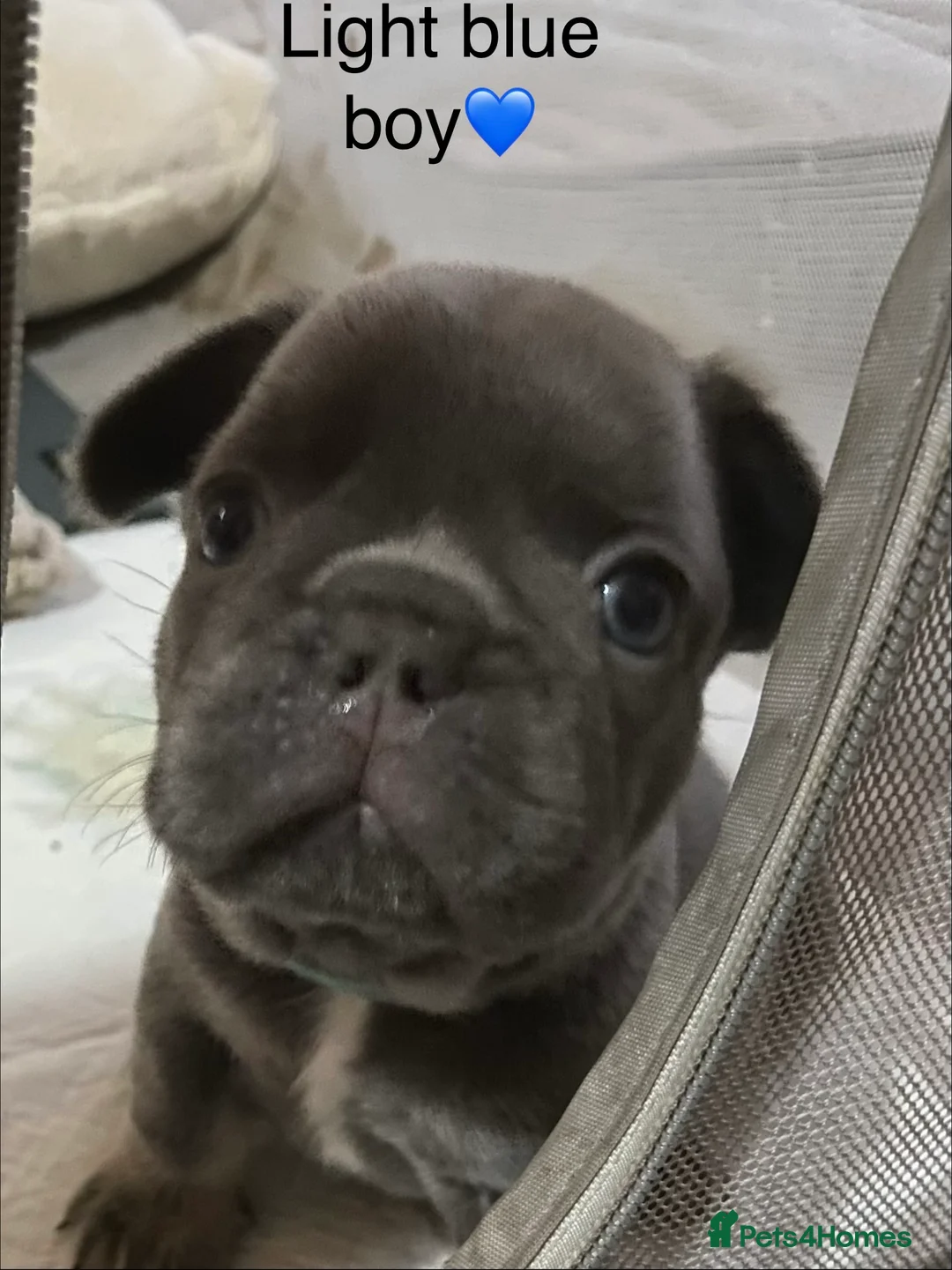 French Bulldog dogs for sale: 5 French bulldogs puppy’s  - Advert 4
