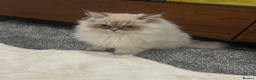 Ragdoll cats for sale: Blue bicolour point perdoll kitten for sale - Advert 4