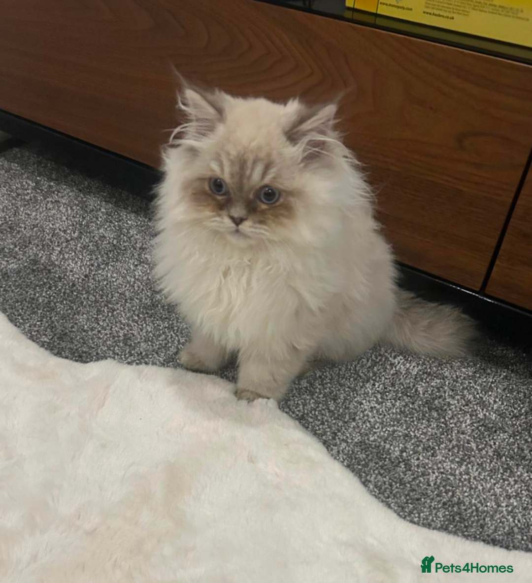 Ragdoll cats for sale: Blue bicolour point perdoll kitten for sale - Advert 4
