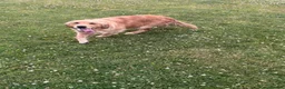 Golden Retriever dogs for sale: Experienced home needed  - Advert 3