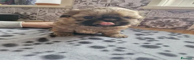 Shih Tzu 3
