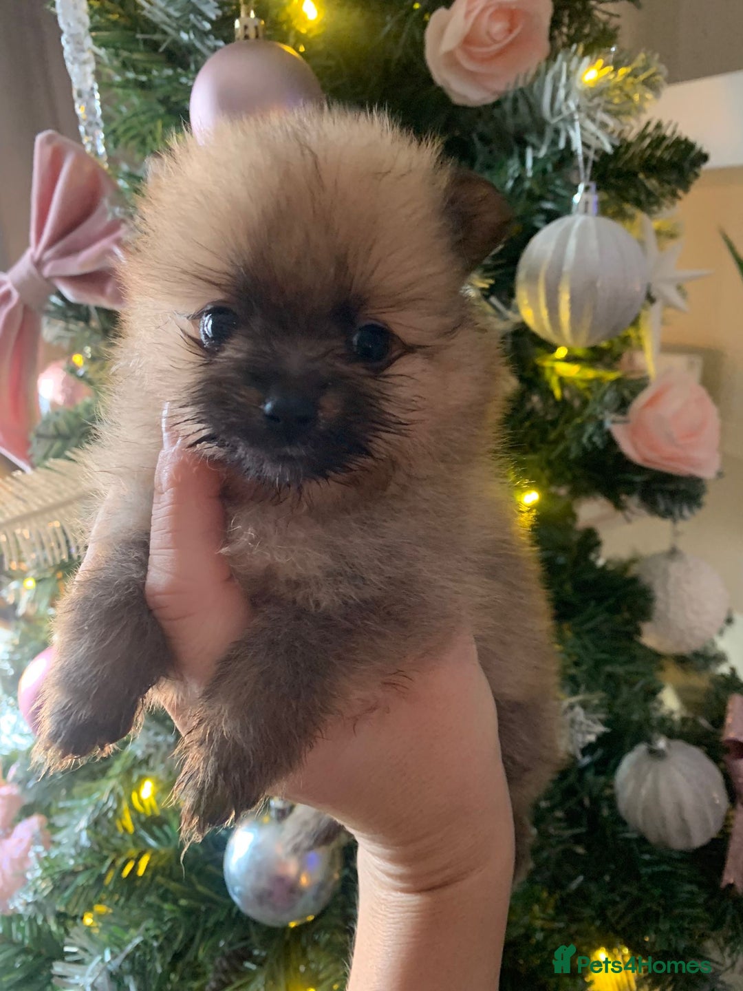 Pomeranian dogs for sale: Pomeranian puppies   - Advert 9