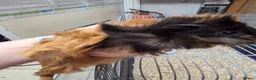 Guinea Pig rodents for sale: Female guinea pigs  - Advert 31