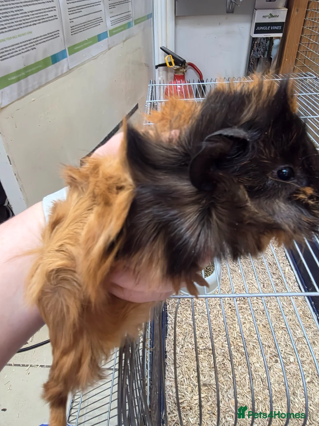 Guinea Pig rodents for sale: Female guinea pigs  - Advert 31
