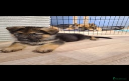 German Shepherd dogs for sale: 🐾Adorable 8-Week-Old German shepherd puppies🐾 - Image 9