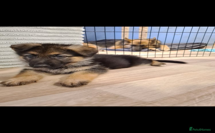 German Shepherd dogs - Advert 1
