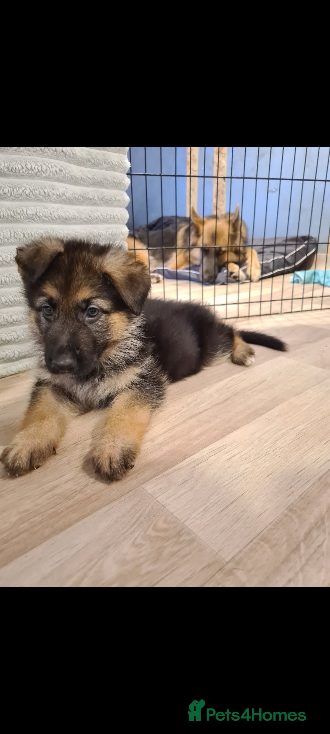 German Shepherd dogs for sale: 🐾Adorable 8-Week-Old German shepherd puppies🐾 - Image 9