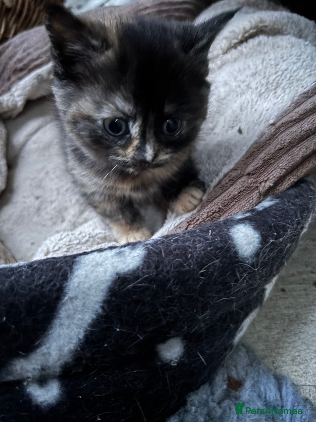 Domestic Shorthair cats for sale: Cute kittens  - Advert 3