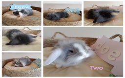 Mini Lop rabbits for sale: Fantastic mini lop babies forsale  - Image 1