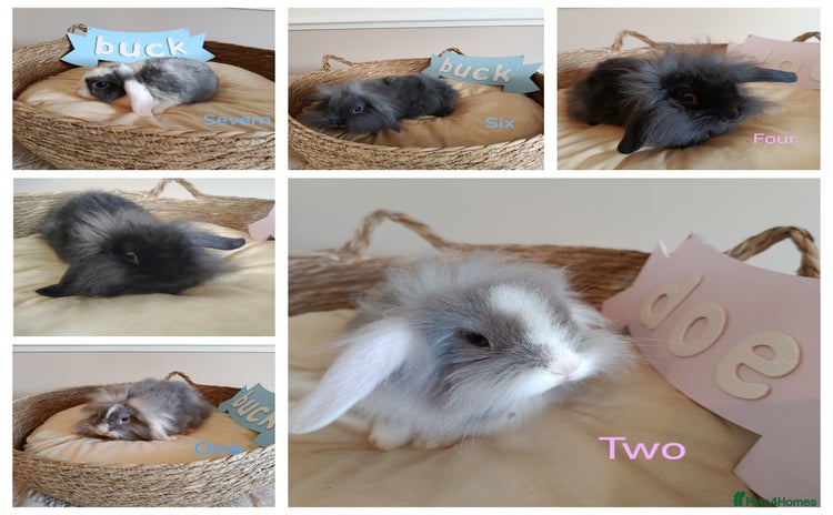 Mini Lop rabbits - Advert 15