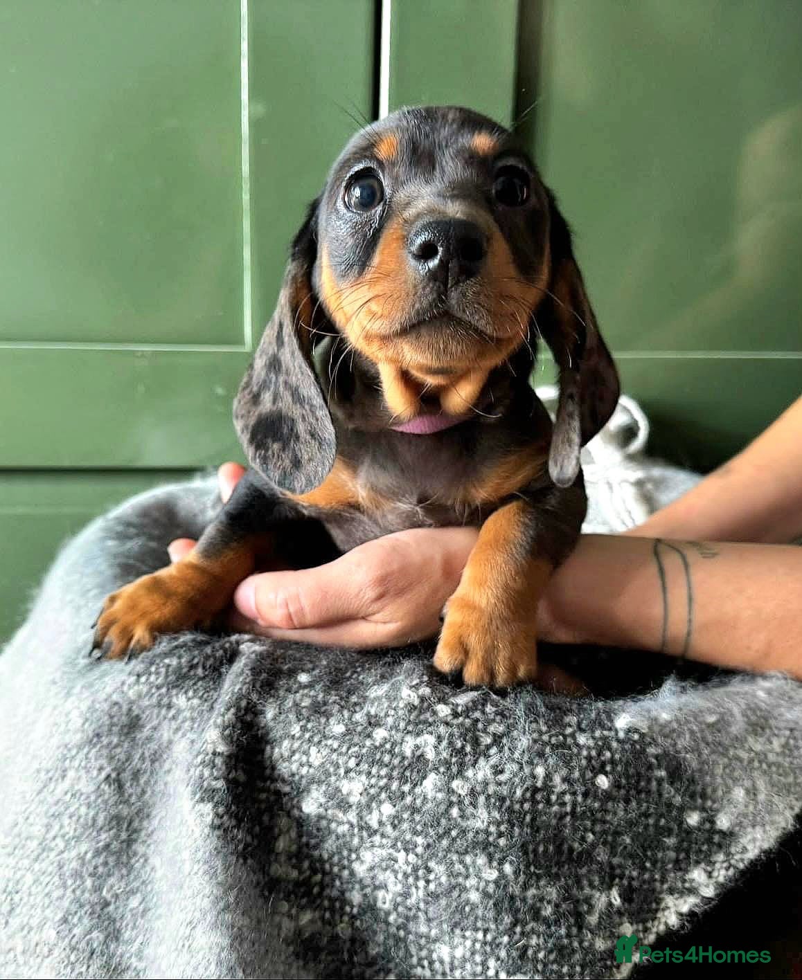 Dachshund dogs Stunning Standard Datchhound puppies    - Advert 1