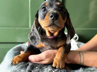Dachshund dogs Stunning Standard Datchhound puppies - Advert 1