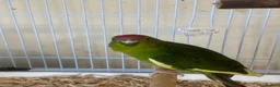 Parakeets birds for sale: Kakariki Parrots in Blyth - Advert 5