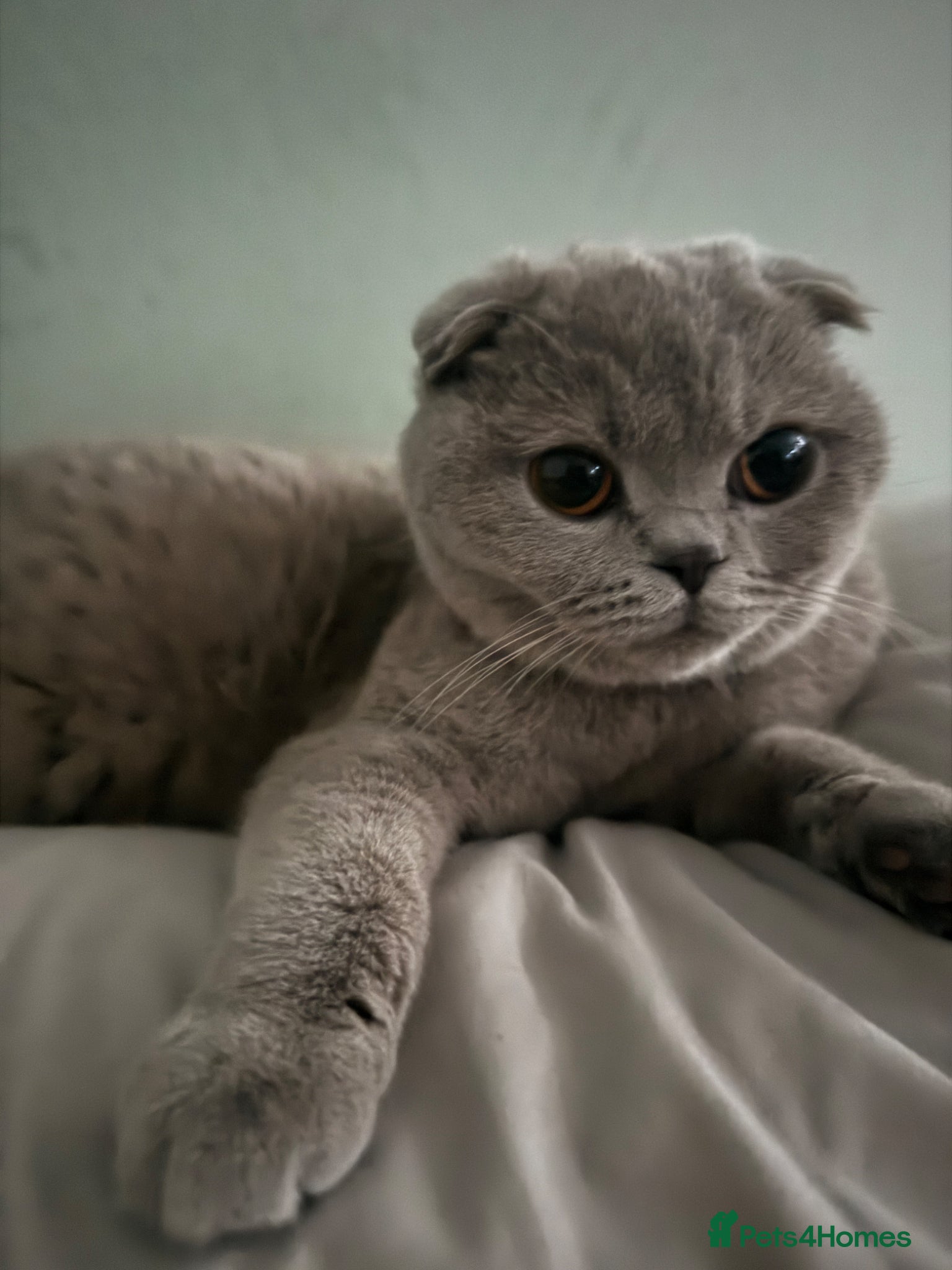 Scottish Fold cats  lilac scottish fold/british short hair kittens - Advert 3
