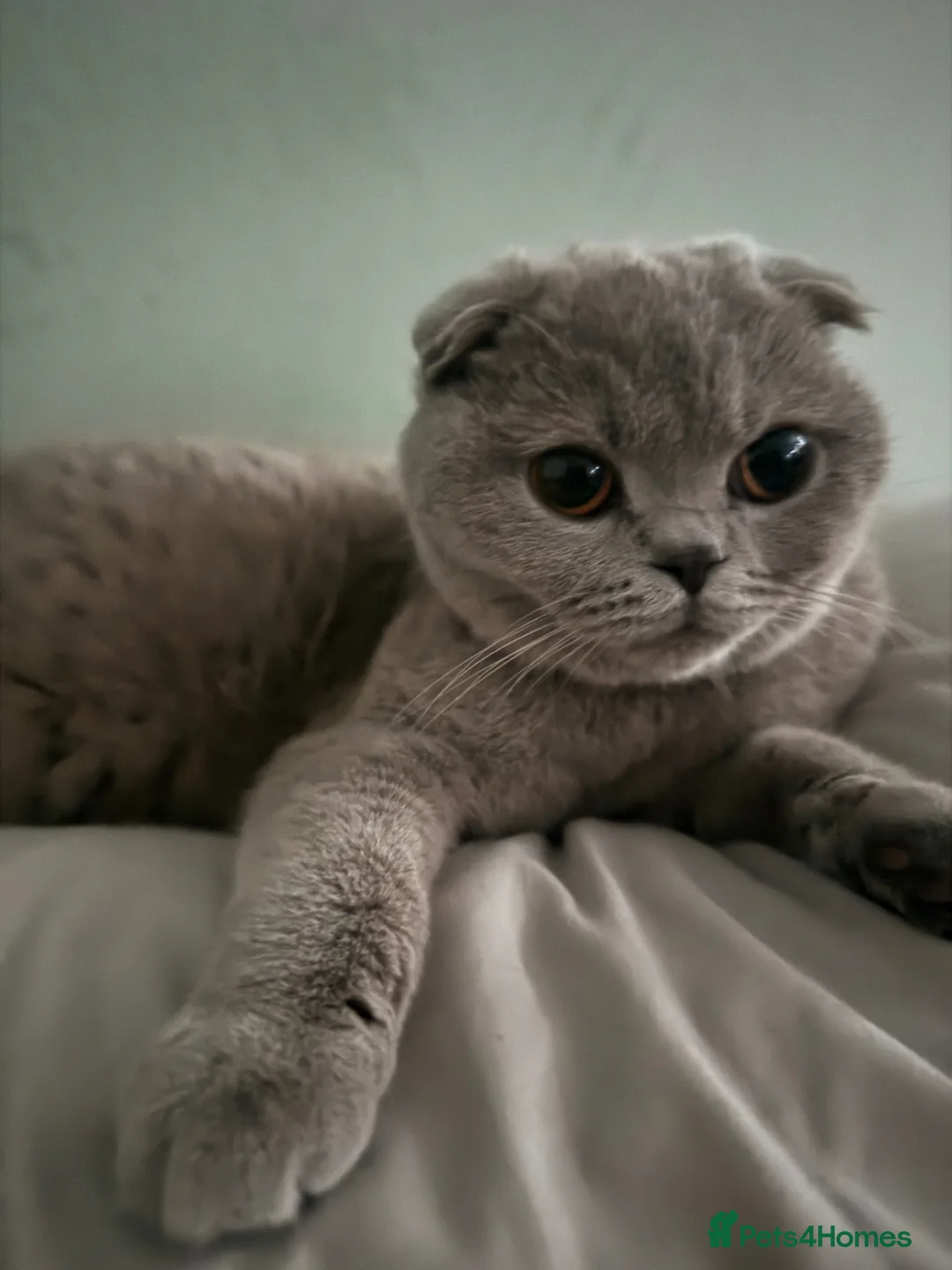 Scottish Fold cats for sale:  lilac scottish fold/british short hair kittens in Harrow - Advert 1