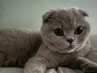 Scottish Fold cats lilac scottish fold/british short hair kittens - Advert 13