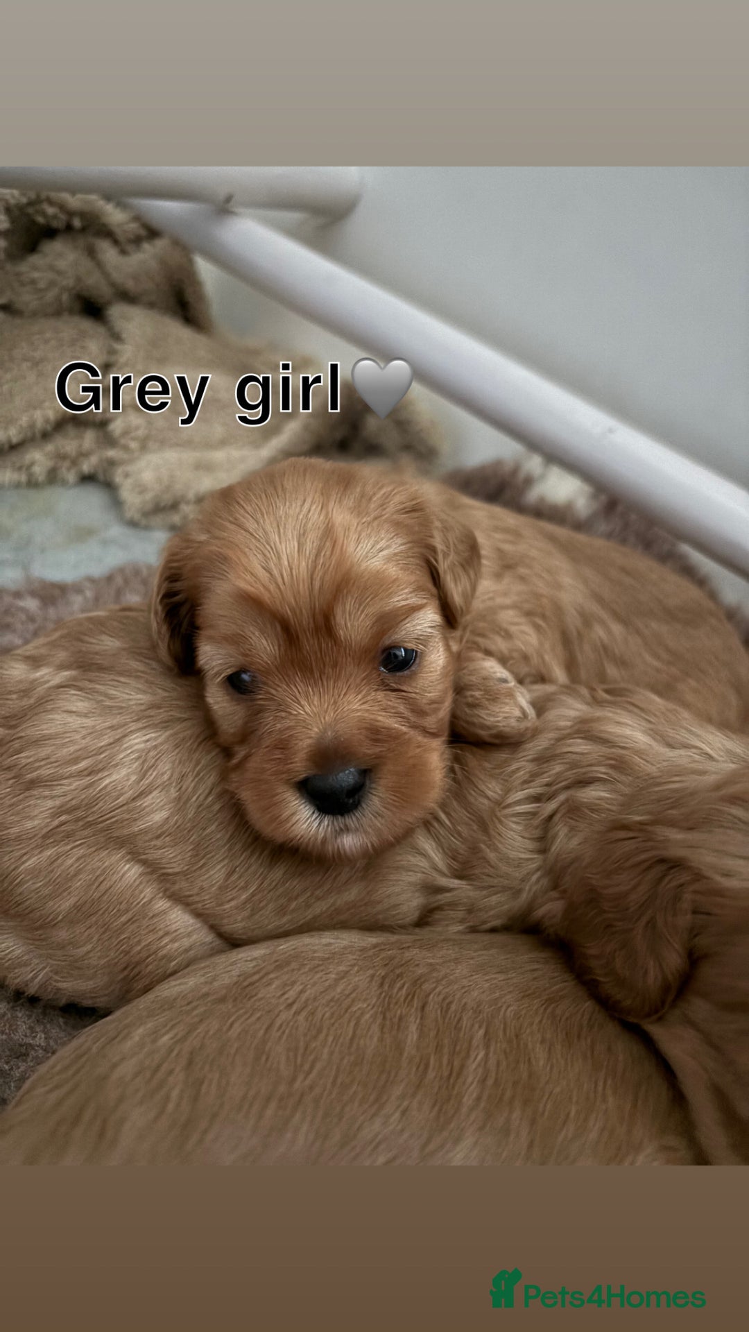 Cavapoo dogs for sale: Beautiful F1b red Cavapoo’s  - Advert 6