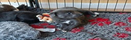 Whippet dogs for sale: Beautiful blue whippet puppy - Advert 3