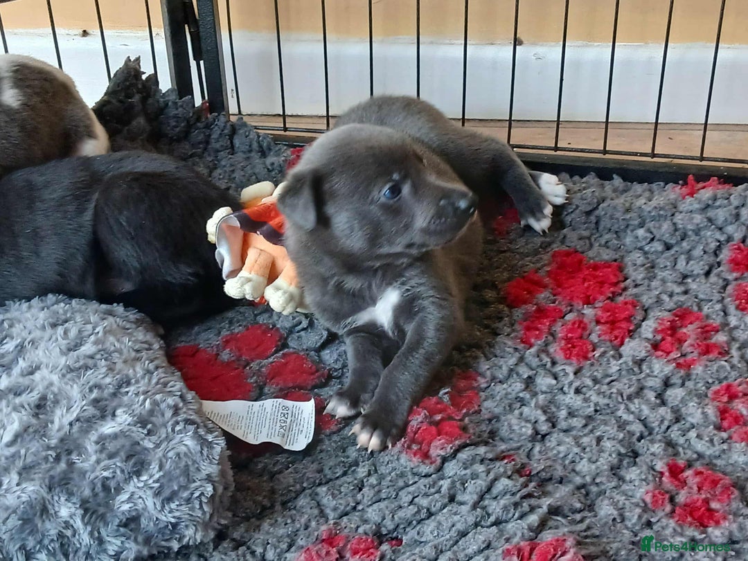 Whippet dogs for sale: Beautiful blue whippet puppy - Image 3