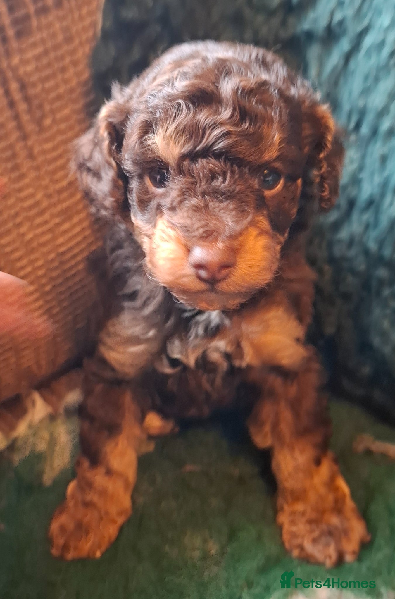Cavapoo dogs Beautiful cavapoo - Advert 4