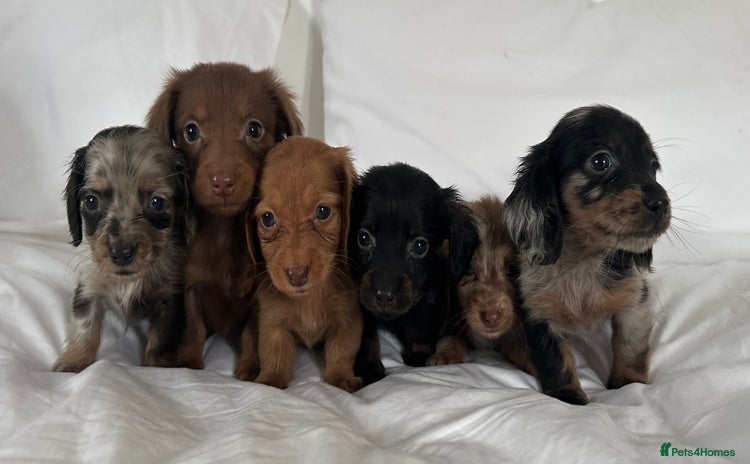 Miniature Dachshund dogs 🐾Mini long haired dachshunds🐾 - Advert 1