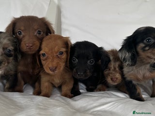 Miniature Dachshund dogs 🐾Mini long haired dachshunds🐾 - Advert 3