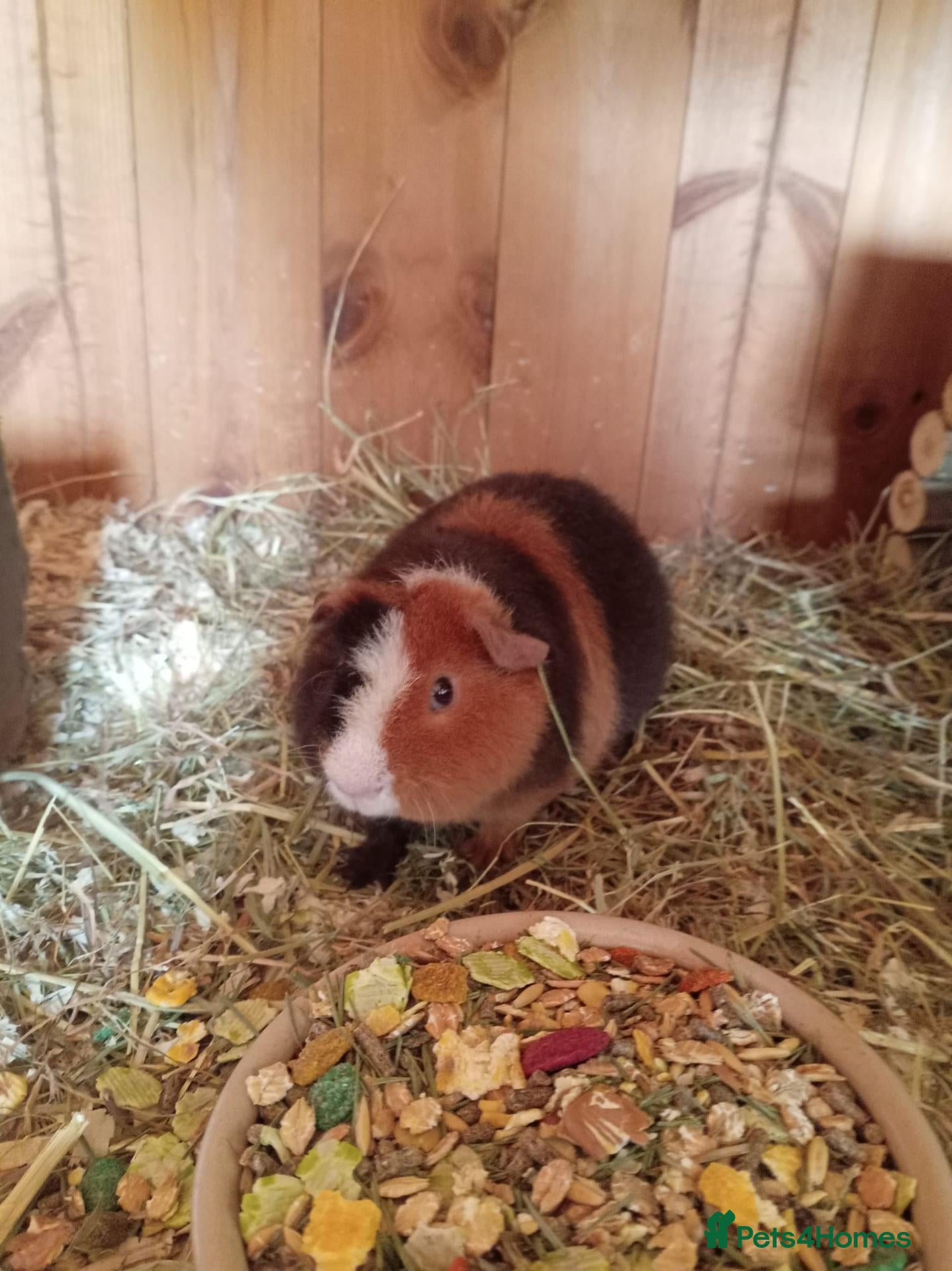 Guinea Pig rodents for sale: Teddy brothers - Advert 1