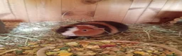 Guinea Pig rodents for sale: Teddy brothers - Advert 1