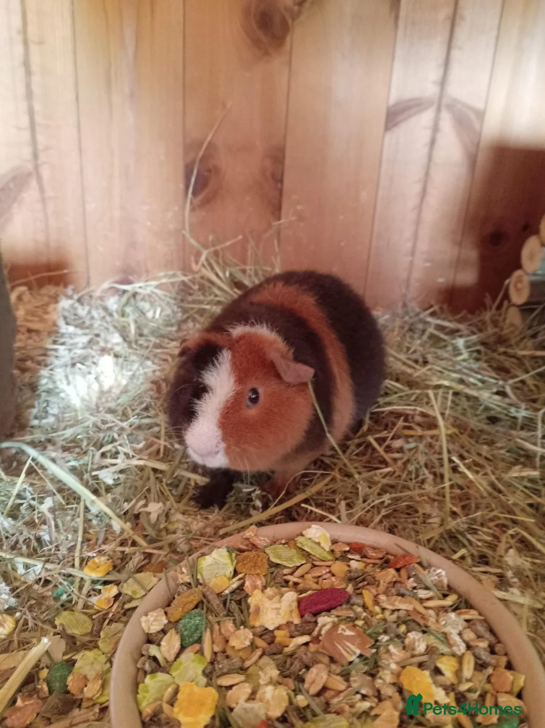 Guinea Pig rodents for sale: Teddy brothers - Advert 1