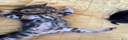 Bengal cats for sale: 3/4 bengal 1/4BSH - Advert 1