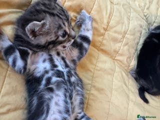 Bengal cats 3/4 bengal 1/4BSH - Advert 13