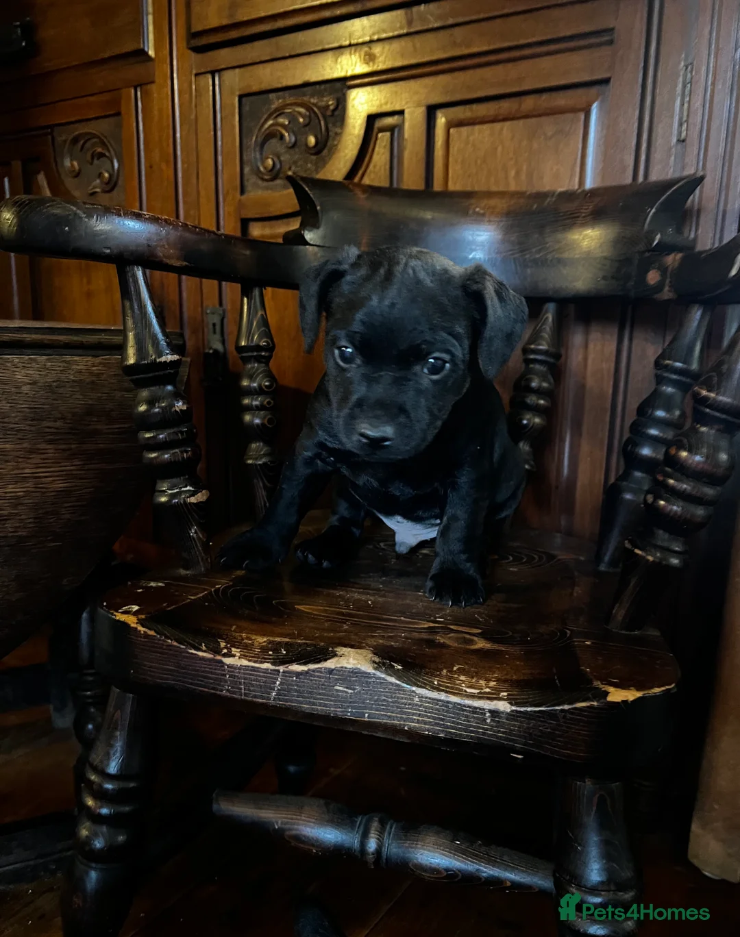 Patterdale Terrier dogs for sale: Beautiful Patterdale pups  - Advert 5