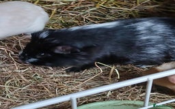 Guinea Pig rodents for sale: Boar Guinea Pigs for Sale £30 ( REDUCED) - Image 3