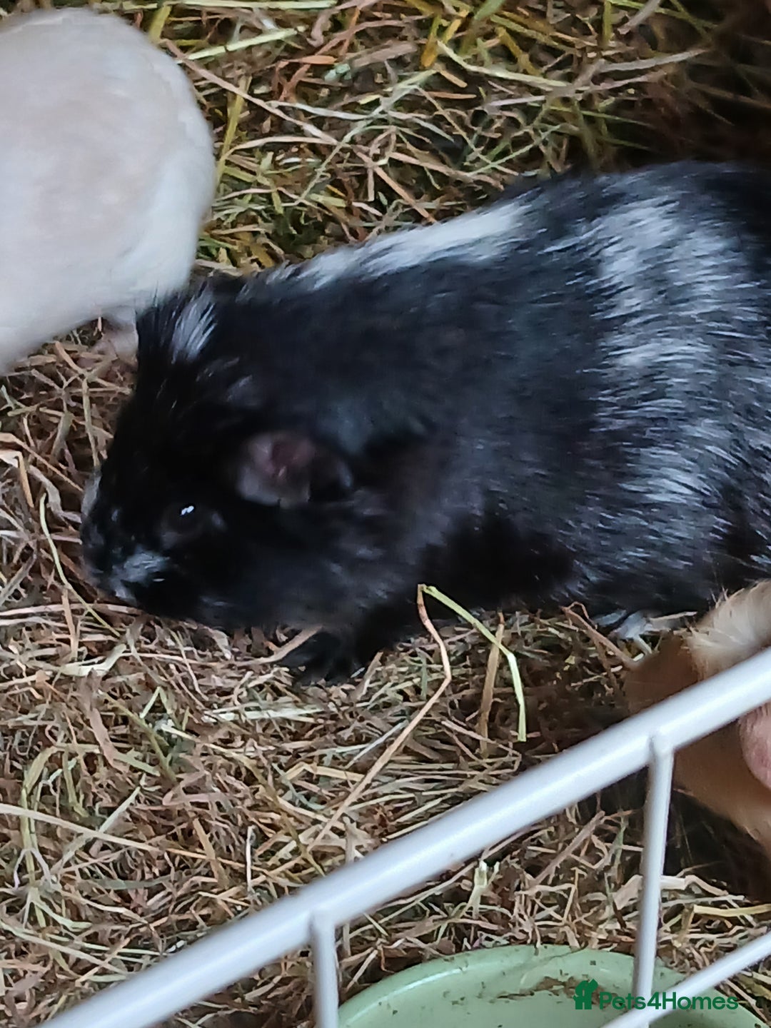 Guinea Pig rodents for sale: Boar Guinea Pigs for Sale £30 ( REDUCED) - Image 3